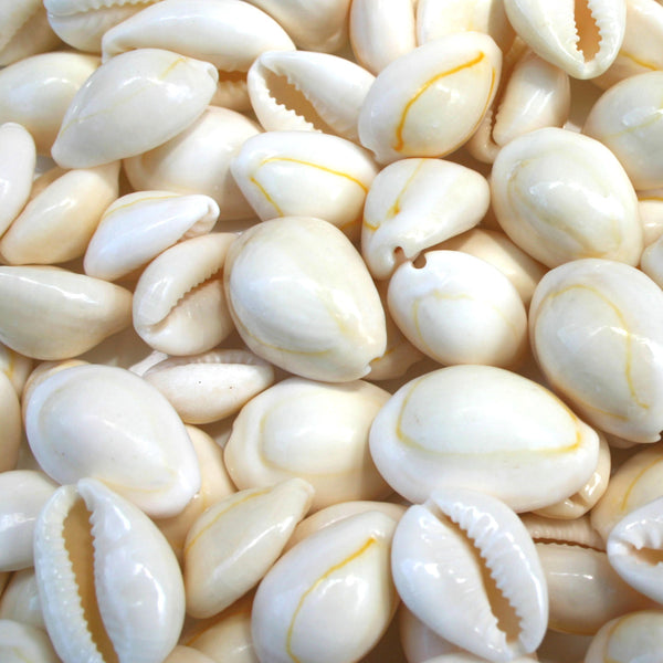 Creamy White Cowrie Shells - 1 Kg